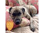 Adopt Moonlight a Pit Bull Terrier, Retriever