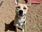 Adopt KHAN a Basenji, Mixed Breed
