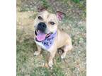Adopt TWINKIE a Labrador Retriever, Mixed Breed