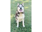 Adopt AVALANCHE a Husky