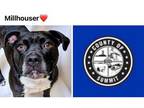 Adopt MILLHOUSER a Pit Bull Terrier