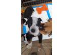 Adopt Silas a Mixed Breed