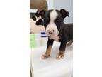 Adopt Sawyer a Mixed Breed