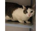 Adopt GISMO a Domestic Short Hair