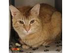 Adopt BAXTER a Domestic Short Hair