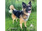 Adopt Jasper a Shepherd, Collie