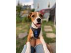 Adopt Joker - Local Puppy a Beagle, Brittany Spaniel