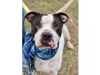 Adopt Pluto a American Staffordshire Terrier