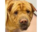 Adopt COBALT a Mixed Breed