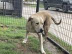 Adopt HOUSTON a Labrador Retriever, Mixed Breed