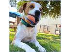 Adopt DUKE a Foxhound, Staffordshire Bull Terrier
