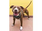 Adopt ROWDY B a American Staffordshire Terrier