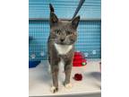 Adopt Sox a Domestic Short Hair