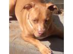 Adopt Harley a Boxer, Mixed Breed