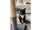Adopt CERISE a Domestic Medium Hair