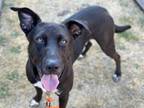 Adopt GANDI a Labrador Retriever, Pit Bull Terrier