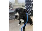 Adopt Baxter - Sweet Young Boy a Pit Bull Terrier