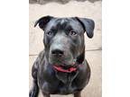 Adopt Hades a Labrador Retriever, Mixed Breed