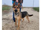Adopt BRODY a German Shepherd Dog