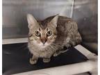 Adopt PIKE a Domestic Short Hair