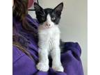 Adopt Neko's Kitten: Yoko a Domestic Short Hair