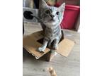 Adopt Irin a Domestic Short Hair
