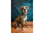 Adopt Butch Cassidy a Pit Bull Terrier