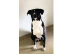 Adopt Lucky a Labrador Retriever, Border Collie