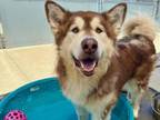 Adopt JUMANJI a Alaskan Malamute