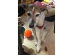 Adopt Harley a Jack Russell Terrier