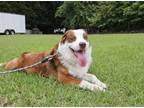 Adopt Summo a Australian Shepherd