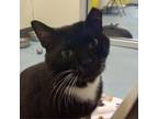 Adopt Surfer Dude a Domestic Short Hair