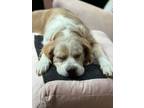 Adopt Coop a Cocker Spaniel