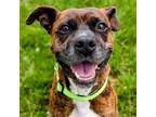 Adopt Cornelius Fudge a Boxer
