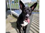 Adopt Hagen a Australian Shepherd