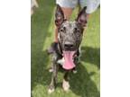 Adopt Timmy a German Shepherd Dog, Pit Bull Terrier