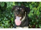 Adopt Willie Jack a German Shepherd Dog