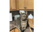 Adopt Ruben a Domestic Short Hair