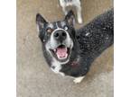 Adopt Peter a Husky