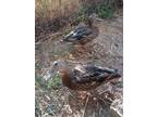 Adopt Trinity a Duck