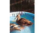 Adopt Sway a Duck