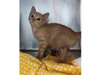 Betty - At Petco Domestic Shorthair Kitten Female