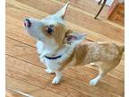 Occulous Corgi Young Male