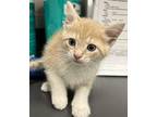 Noah Domestic Shorthair Kitten Male