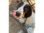 Dexter English Setter Adult Male