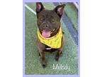 MELODY American Staffordshire Terrier Adult Female