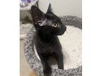 Coco Chanel24 Domestic Shorthair Kitten Female