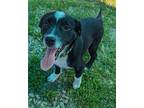 Annie Oakley Border Collie Puppy Female