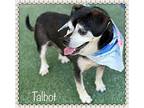 TALBOT Chihuahua Senior Male