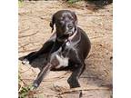 Casey Labrador Retriever Adult Female